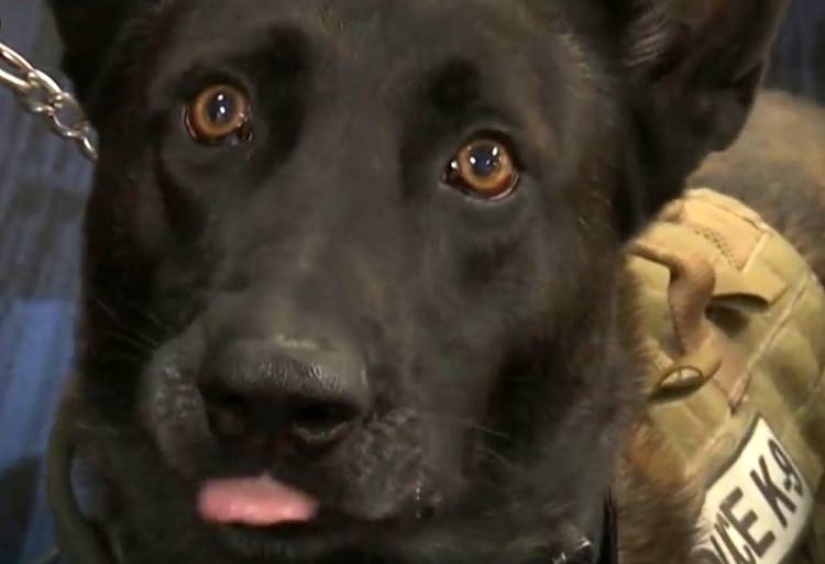 Weapons Smelling K-9 Unit Coming to ECISD